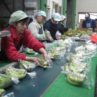 バナナニュース253号:バランゴンバナナが日本に届くまで⑥~バナナのリパック~