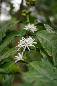 コーヒーの花
