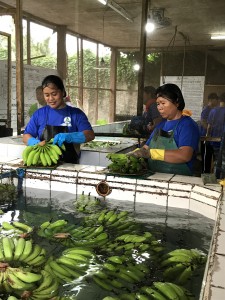バナナの出荷が少ないと仕事も少なくなるため、箱詰め担当者たちも出荷量が増えることを待ち望んでいます。