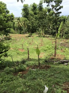雨の降り始めを期待して植えたものの、立ち枯れてしまったバナナ