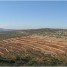 オリーブ苗木を植樹してパレスチナ農民を応援します！
