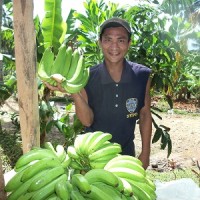 昨年12月の台風で被害を受けたバナナの収量が回復しています。