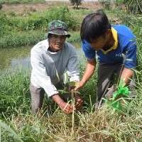 ATINAスタッフとエコシュリンプ生産者が共にマングローブの植樹をしました。