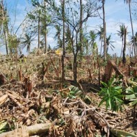 台風30号ヨランダの被害状況について（第3報）パナイ島被害状況について