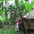 有畜複合農業の一環としてバランゴンバナナ生産を復活！（ネグロス西州/バイス・バランゴン生産者協会）【211号】