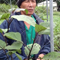 有機肥料は土を育てるんだって!?白菜についた虫を一匹ずつ摘むんですか?(バランゴン生産者のマカオさん、伊賀の有機農家を訪ねる)【213号】