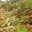 大型台風がバランゴンバナナ産地に上陸～ネグロス島及びミンダナオ島北部の被害状況～【216号】