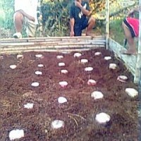 バランゴン生産復活のためにバナナの株と肥料を配布-台風ヨランダ、パナイ島復興支援活動-