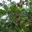 東ティモールのコーヒー事業マネージャーのルシオさんから、今年のコーヒー収穫について報告が届きました。