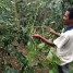 東ティモール：今年のコーヒー収穫も佳境を迎えています。