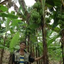 バナナニュース250号：バランゴンバナナが豊作！！  ～度重なる天候被害から回復したパナイ島～