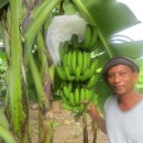 パナイ島のバランゴンバナナ、度重なる台風被害からようやく回復！ ～バランゴンバナナが豊作です！～