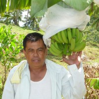 【バナナニュース257号】バランゴンバナナ産地紹介 ～東ネグロス州～