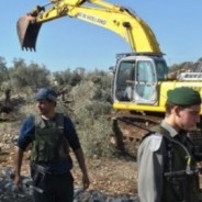 パレスチナ：オリーブの木、2000本が破壊される