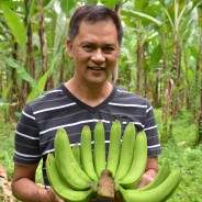 バナナニュース263号：バランゴンバナナ産地紹介 ～ミンダナオ島ツピ～