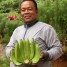【バナナニュース270号】今年はバランゴンバナナが豊作！