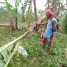【バナナニュース272号】バランゴンバナナ産地に、台風による強風で被害がありました。