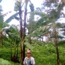 【バナナニュース273号】北ミンダナオのバランゴンバナナ生産者紹介 ～セルソ・ファベラさん～