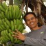 【バナナニュース274号】バランゴンバナナ生産者紹介 ～西ネグロス州パタグ村のレニボイさん～
