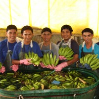 【PtoP NEWS vol.20/2017.11】バランゴンバナナを洗浄・箱詰めしているパッカーの皆さん from フィリピン・ネグロス島