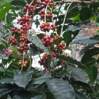 【PtoP NEWS vol.24 ここが知りたい!コーヒー】コーヒーの種類