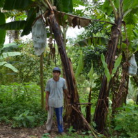 四半世紀を越えてバランゴンバナナを作り続けて～西ネグロス州シライ地域の生産者たち～from フィリピン　(PtoP NEWS vol.38 2020.06)