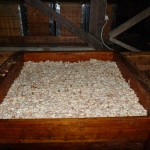発酵箱の中で眠るカカオ豆