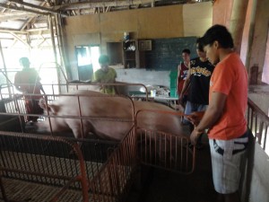 KFRCで養豚の研修中 KFRCで養豚の研修中