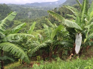 西ネグロス州の多くの産地では傾斜地にバランゴンバナナを植えています。