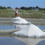 塩の収穫