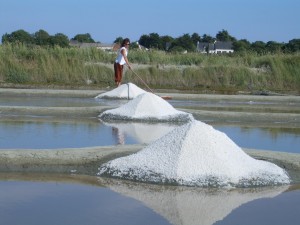 塩の収穫