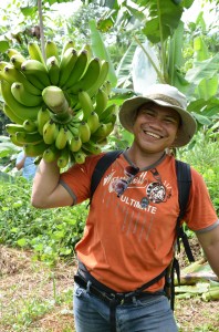 マキララで収穫されたバランゴンバナナ
