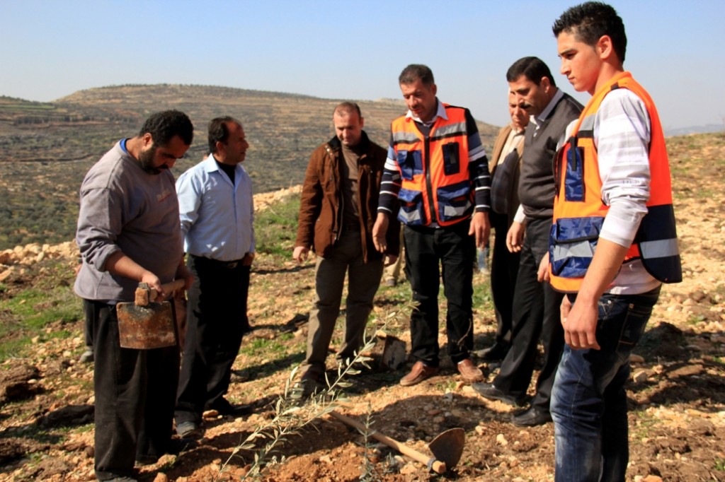 オリーブの木を植樹するパレスチナの生産者