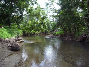 先住民族たちが生活水として使う川に農薬は流せないのでその使用はない。