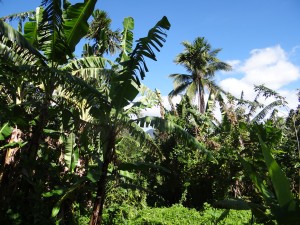 レニボイさんのバランゴンバナナ畑。強風被害で葉っぱが切れ切れになってしまうことも。「一度の台風で、収穫量が8割も減ったこともあります」と、レニボイさん。