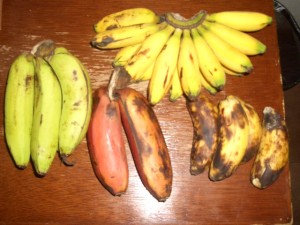 フィリピンにあるいろいろな種類のバナナ