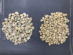 アラビカの生豆（左）とロブスタの生豆（右）